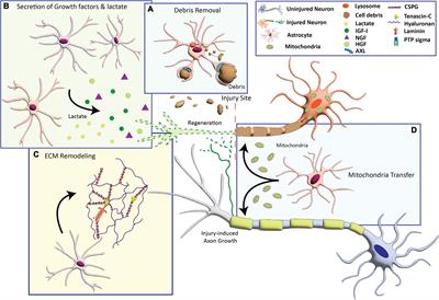 Capacity of astrocytes to promote axon growth in the injured mammalian central nervous system